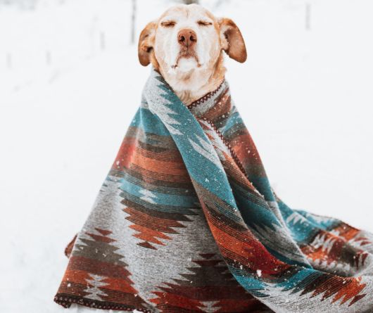  Οι Σκύλοι δεν κρυώνουν - Μύθος ή Αλήθεια?