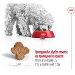 Royal Canin Mini Adult 8+ 2kg