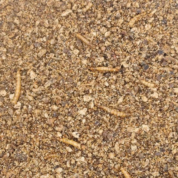 Cracos Insectivoros (Χύμα - τιμή/kg)