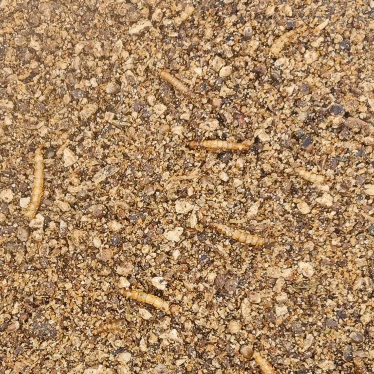 Cracos Insectivoros (Χύμα - τιμή/kg)